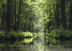 Wald mit kleinem Fluss
